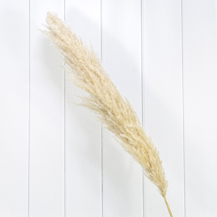 420065/2 Сухоцвет "Кортадерия" 1,5м Бежевый 1/1 1/300 420065/2 Сухоцвет "Кортадерия" 1,5м Бежевый 1/1 1/300